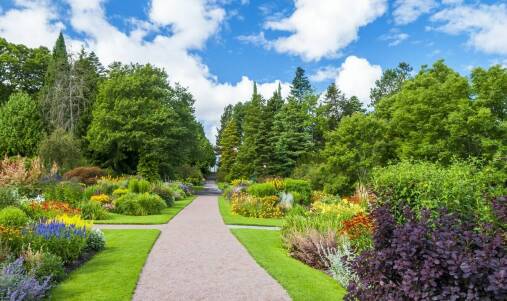 Zróżnicowanie gatunkowe roślin iglastych dostępnych w ofercie
