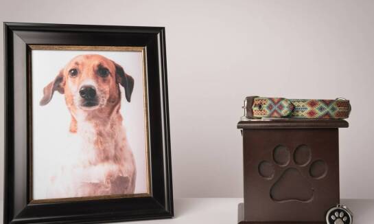 Piec kremacyjny dla zwierząt a standardy ekologiczne