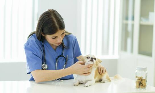 Jak weterynarz Warszawa Targówek dba o zdrowie reprodukcyjne zwierząt?