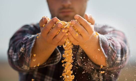 Wpływ doradztwa fachowego na wybór materiału siewnego kukurydzy
