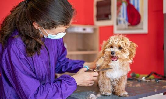 Znaczenie czyszczenia zębów dla długowieczności Twojego psa