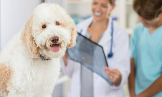 Rola edukacji właścicieli w profilaktyce chorób zwierząt domowych