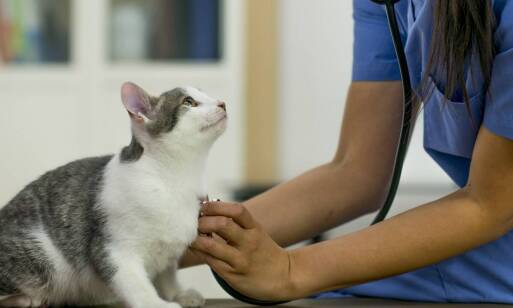 Co warto wiedzieć o szczepieniach kociąt?