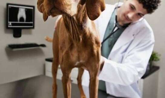 Znaczenie regularnych wizyt u weterynarza w Markach dla zdrowia zwierząt