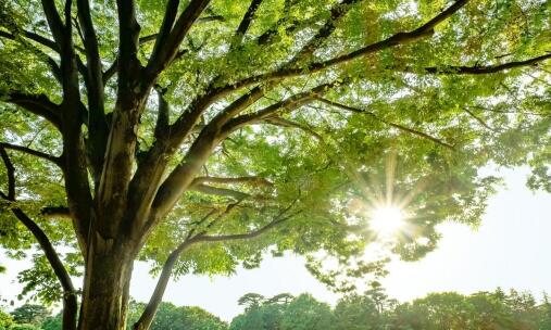 Jak korzyści z sadzenia drzew wpływają na jakość życia w społeczności lokalnej?