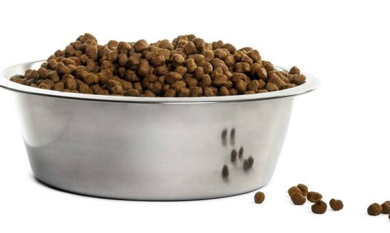 Probiotyki w diecie zwierząt a ich wpływ na sierść i skórę