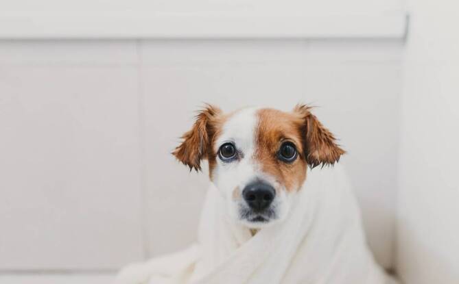 Dlaczego kąpiele w fryzjerskim salonie są lepsze dla Twojego psa?