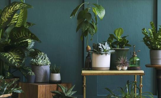 Jakie rośliny najlepiej komponują się z metalowymi półkami do kwiatów?