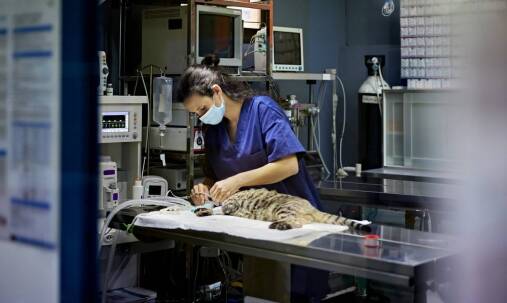 Jakie są kluczowe aspekty chirurgii u zwierząt przewodu pokarmowego?