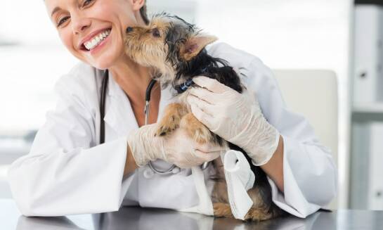 Weterynaryjne badania USG - co warto wiedzieć przed wizytą?