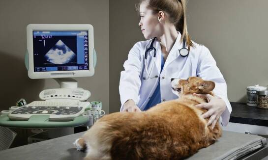 Znaczenie wczesnej diagnozy nowotworowych chorób u zwierząt