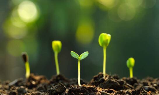 Wpływ genetyki na odporność nasion marihuany na outdoor