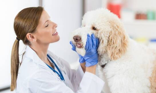 Jakie są najnowsze osiągnięcia w leczeniu chorób zębów u domowych zwierząt?