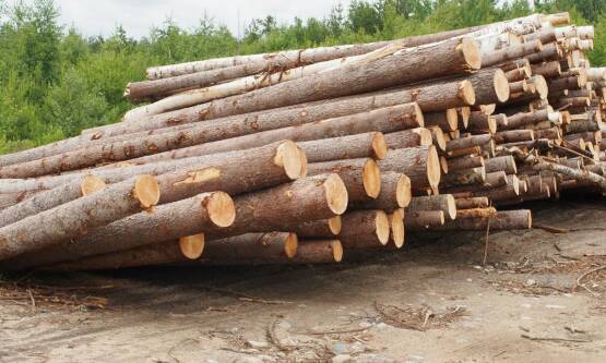 Jakie są kluczowe kroki w procesie utylizacji drewna po wycince?