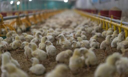 Jak poidła wpływają na wydajność w hodowli drobiu?