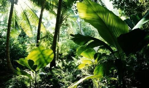 Jakie są ekologiczne metody ochrony coco nucifera przed szkodnikami?
