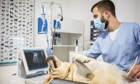 Jak rentgen wspiera opiekę nad starszymi psami?