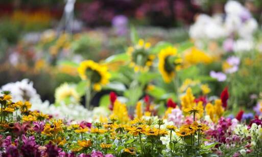 Jakie rośliny do ogrodu w Krakowie oferują różnorodne kolory kwitnienia?