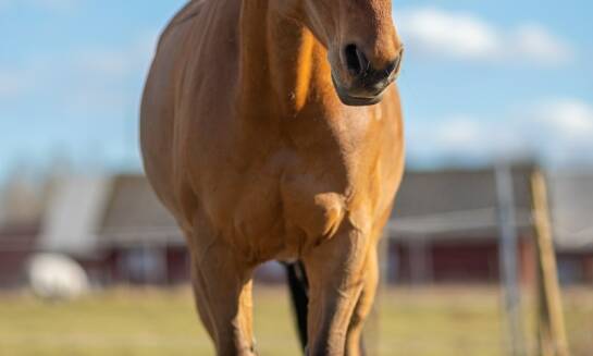 Rola dosiadu w treningu jeździeckim: Jakie są najnowsze trendy?