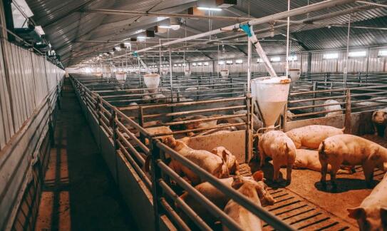 Jakie hodowlane akcesoria są kluczowe dla zdrowia trzody chlewnej?