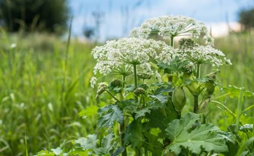 Jak uprawa polnego kąkolu wpływa na bioróżnorodność w ogrodzie?