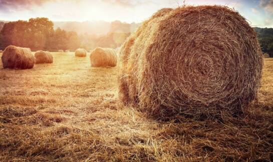 Dlaczego warto skorzystać z oferty skupu słomy w kontekście rolnictwa ekologicznego?