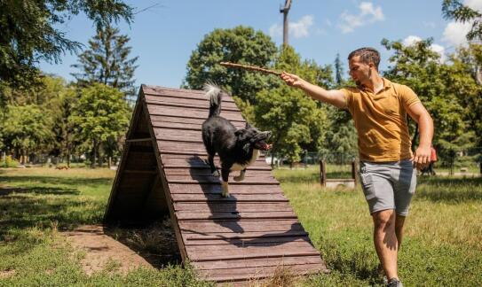 Behawiorysta dla psa w Warszawie: jak radzić sobie z społecznymi problemami u psów?