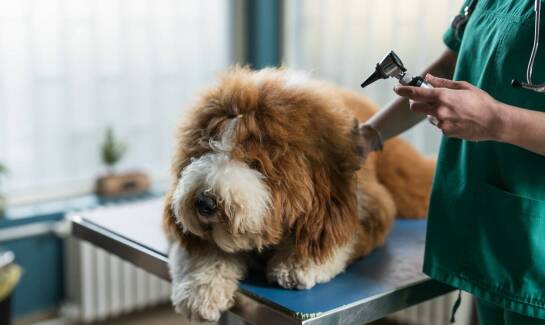 Dlaczego odrobaczanie powinno być częścią rutynowej opieki weterynaryjnej?