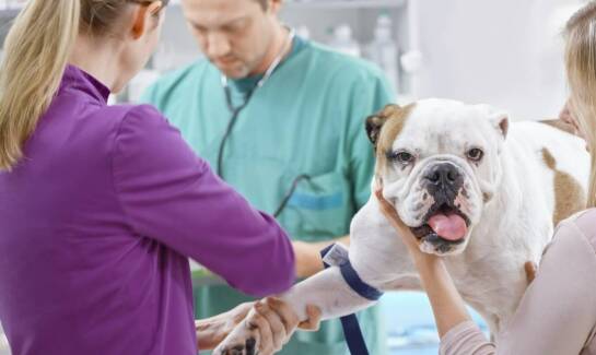 Znaczenie badań układu krążenia dla zdrowia kotów i psów