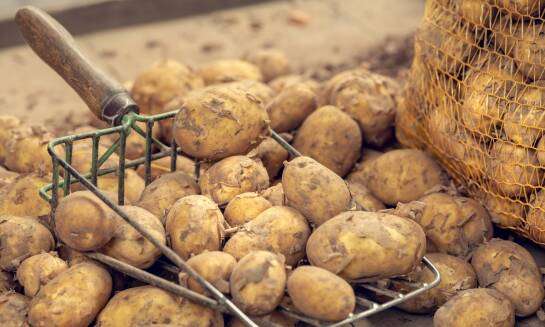 Obrane ziemniaki – niezbędny składnik restauracyjnego menu