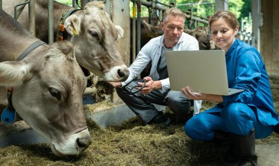 Dlaczego istotna jest rzetelna wycena w procesie skupu pourazowego bydła?