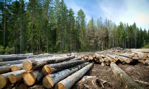 Jakie są zagrożenia związane z niekontrolowaną wycinką drzew?