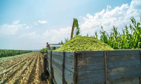 Znaczenie terminowości w przewozie ziemniaków dla rolniczego sektora