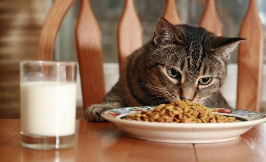 Indywidualna dieta dla kota: jak dostosowujemy posiłki w hotelu?