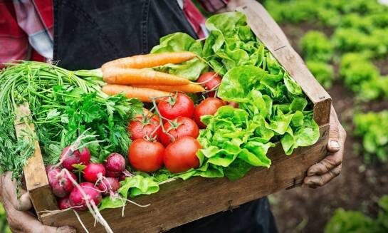 Skrzynki na warzywa – jak wpływają na jakość przechowywanych warzyw i owoców?