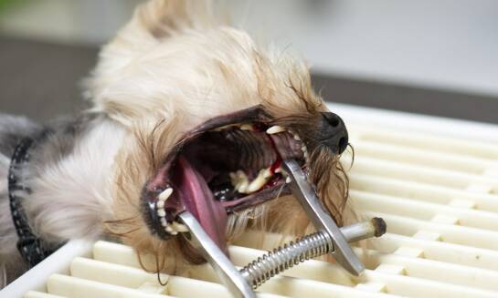 Dlaczego warto skorzystać z usług stomatologicznych dla zwierząt?