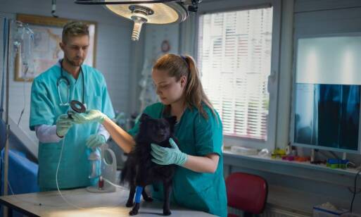 Jak przychodnia weterynaryjna radzi sobie z nagłymi przypadkami chirurgicznymi u zwierząt?