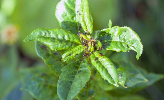 Jak skutecznie pozbyć się mszyc z roślin?