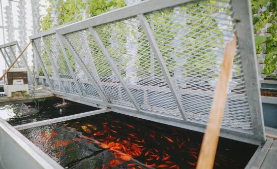 Jak zrobić własny ogródek warzywny?