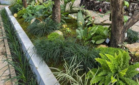 Rośliny idealne do posadzenia pod oknem