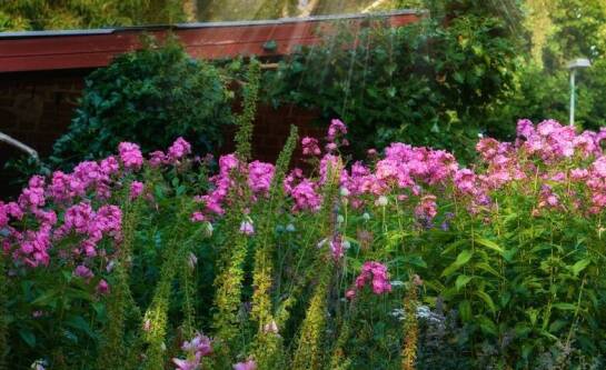 Jakie kwiaty kwitnące nadają się do cienia