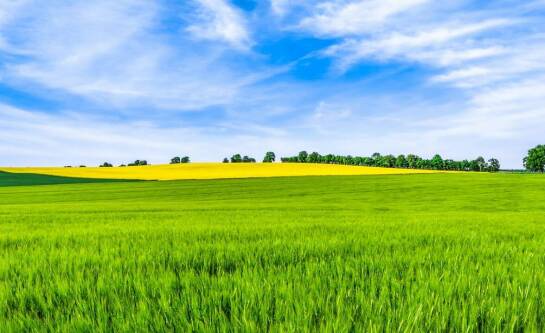 Chwastox – kiedy najlepiej stosować ten herbicyd?