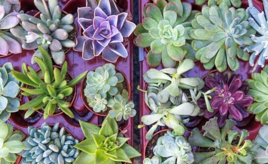 Jak podlewać wrzosy na balkonie?