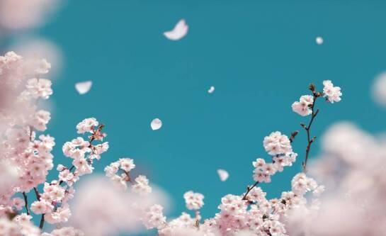 Czy ubezpieczenie do Japonii jest obowiązkowe?