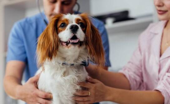 Czy w Polsce można ubezpieczyć psa?