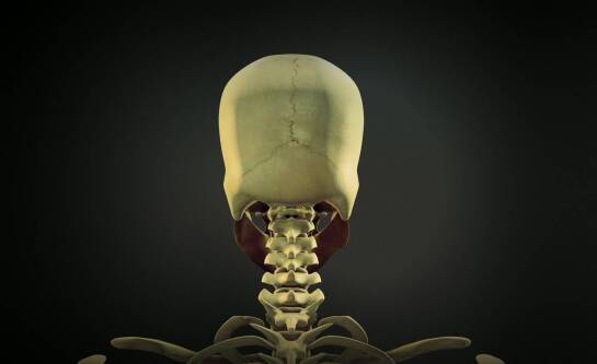 Co sprawdza USG połówkowe w ciąży?