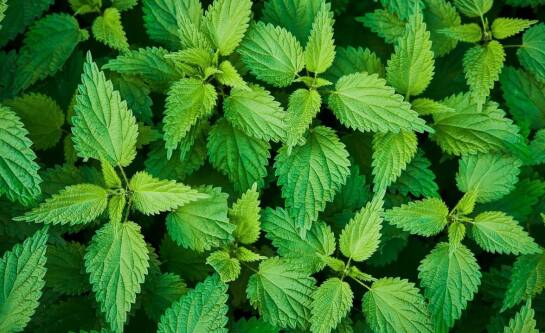 Jak zapuścić gęste włosy