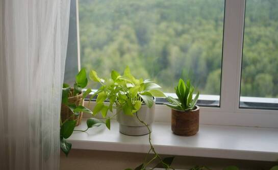 Jak hodować paprocie w domu