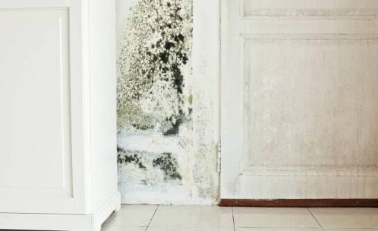 Jak skutecznie walczyć z grzybem w mieszkaniu?