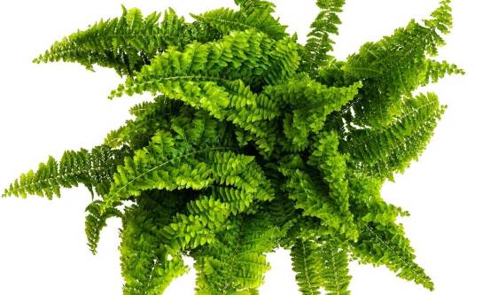 Czego potrzebują paprotki do zdrowego wzrostu?